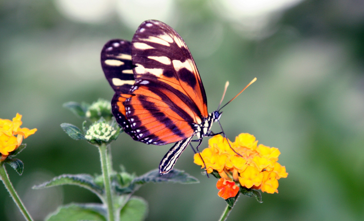 Motyl