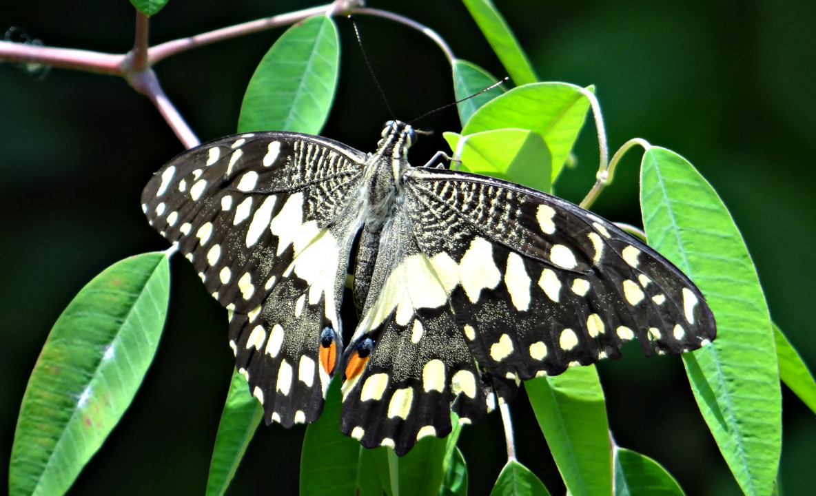 Motyl