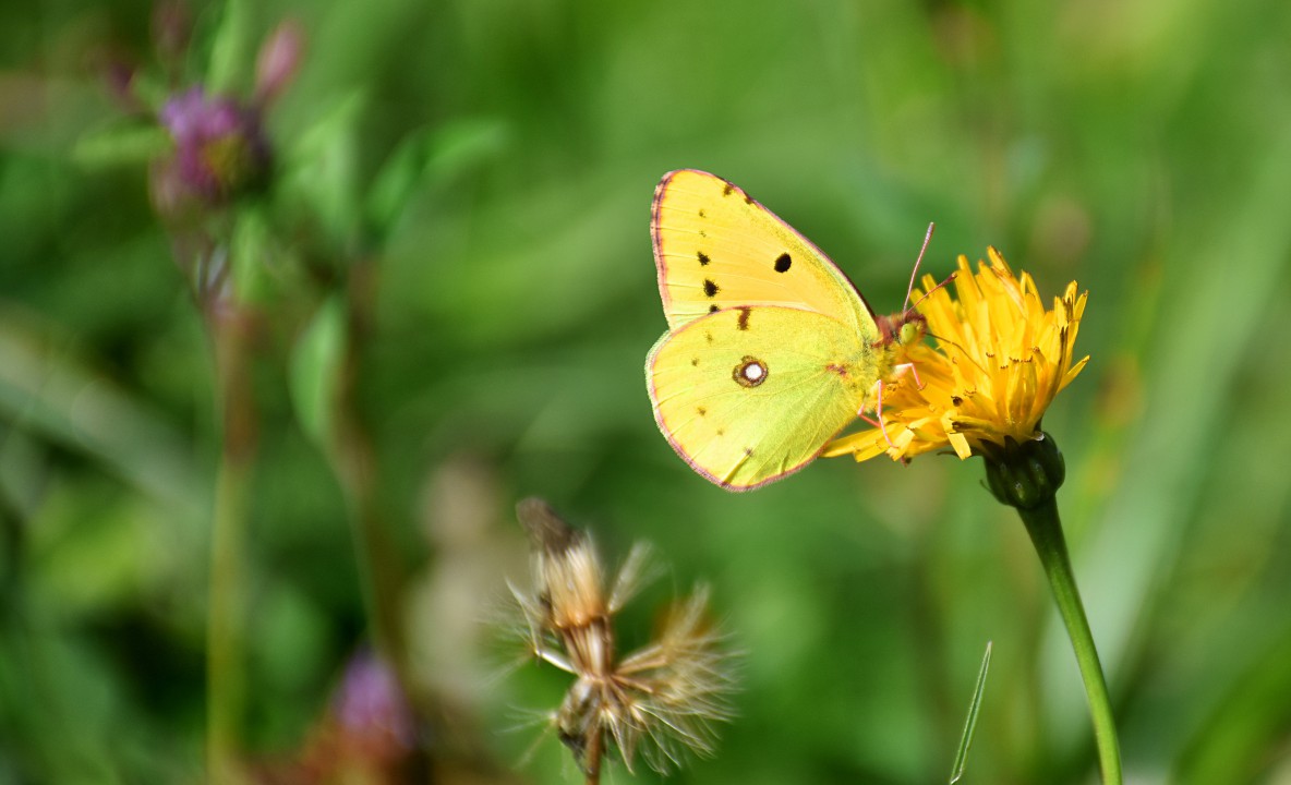 Motyl, Osiem złotych, Colias