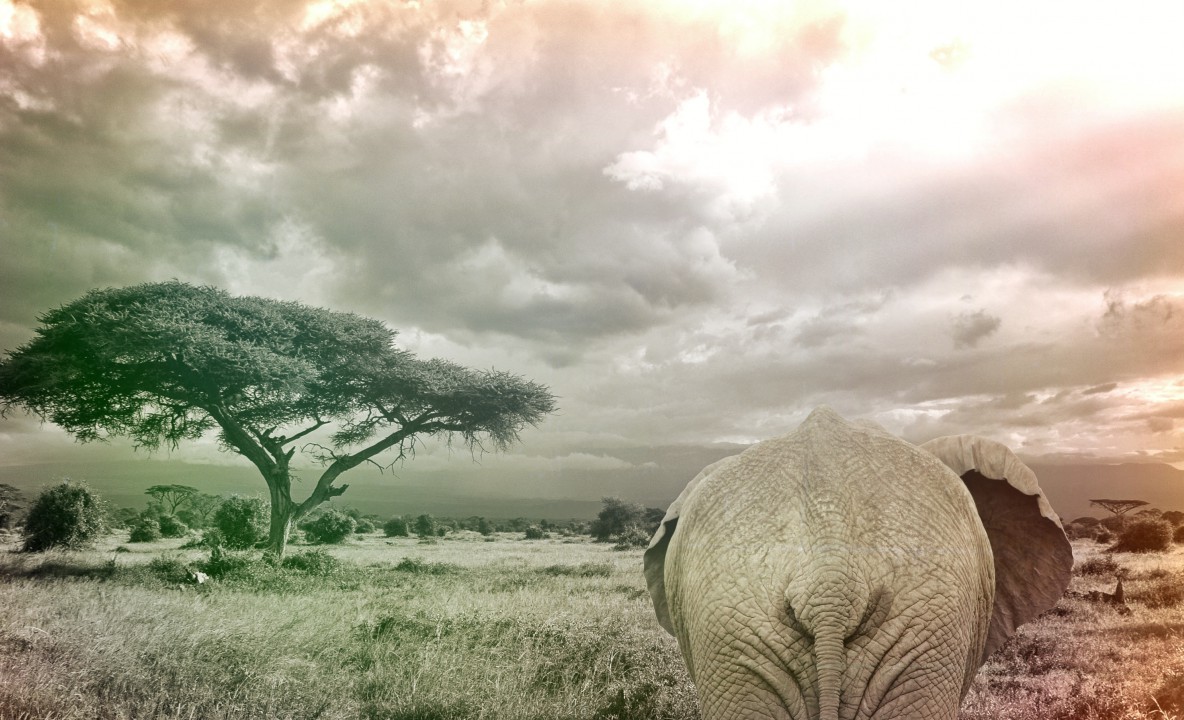 Krajobraz na oazę ze słoniem