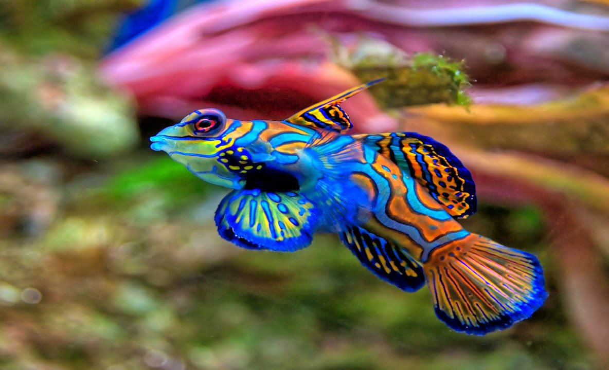 fish mandarinfish