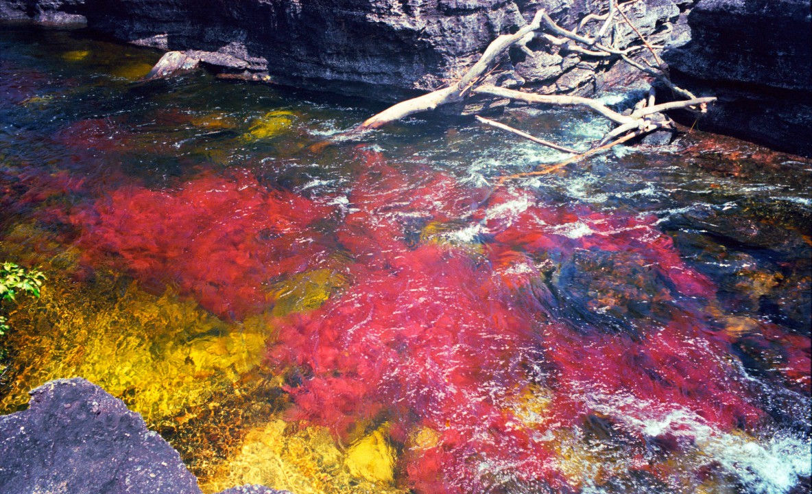 Caño Cristales