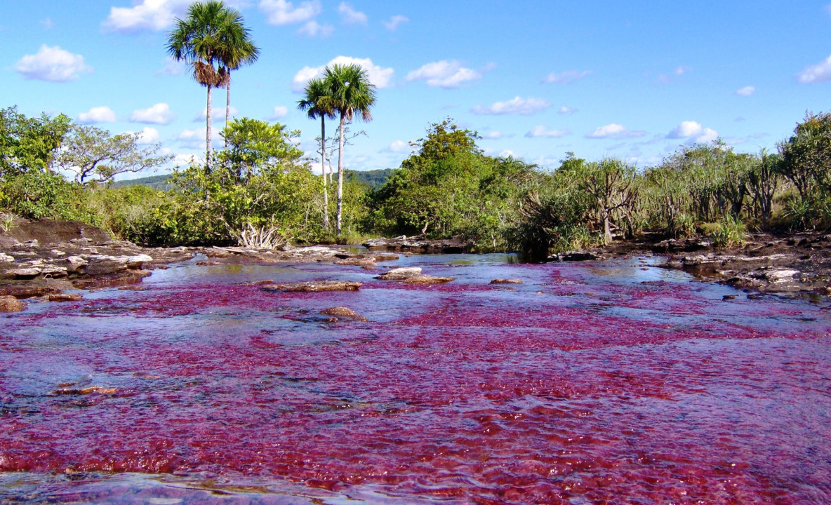 Caño Cristales