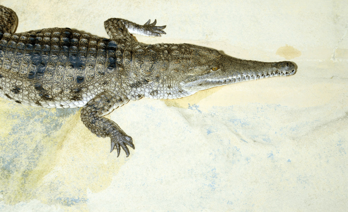 krokodyl (5).jpg