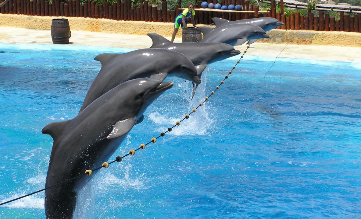 tapety delfiny (53).jpg