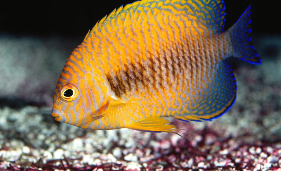 Potter's Angelfish.jpg