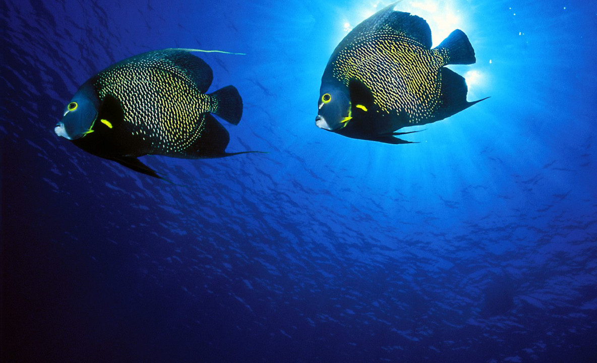 French Angelfish.jpg