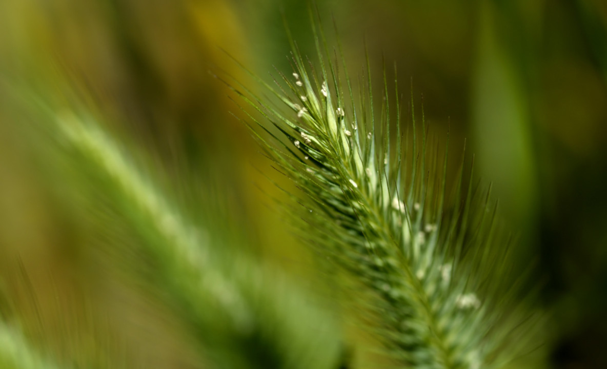 makro-foto-zielone-rosliny (166).jpg