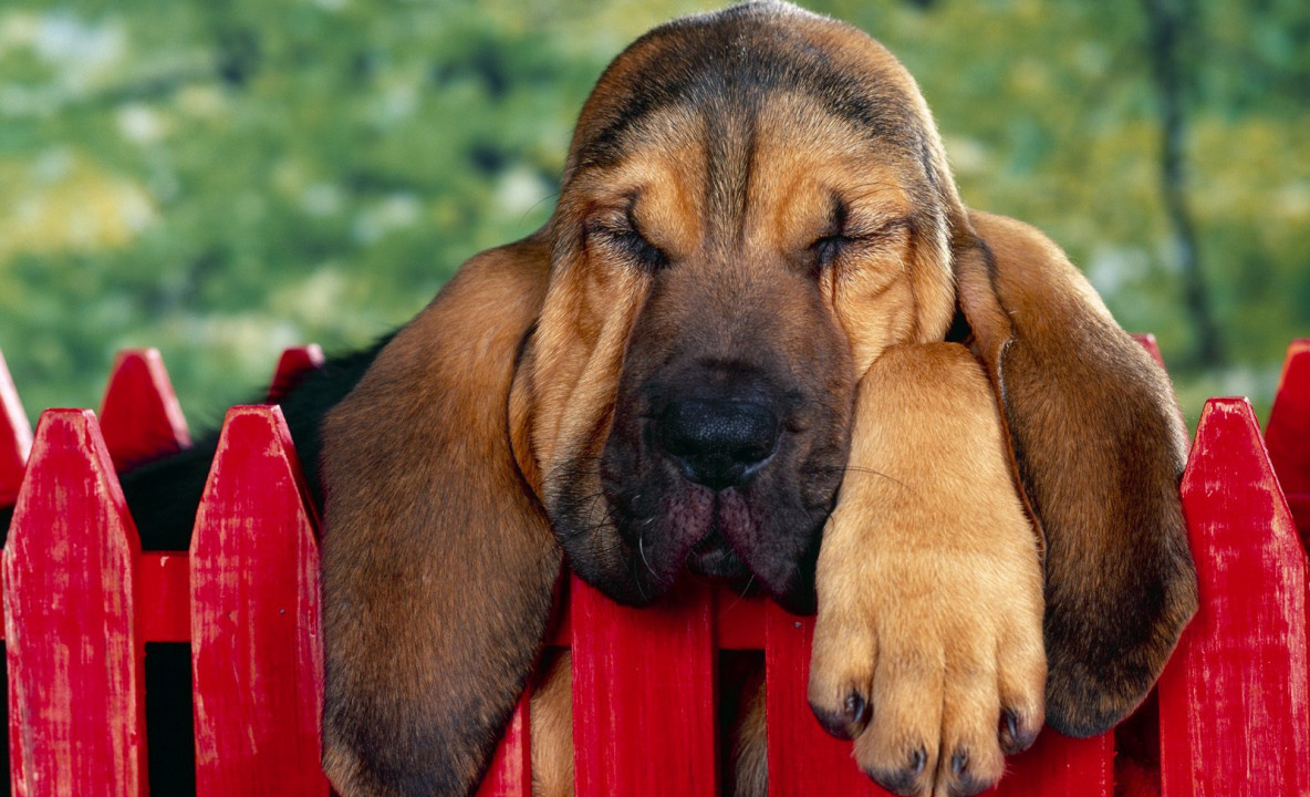 40 Winks, Bloodhound Puppy.jpg