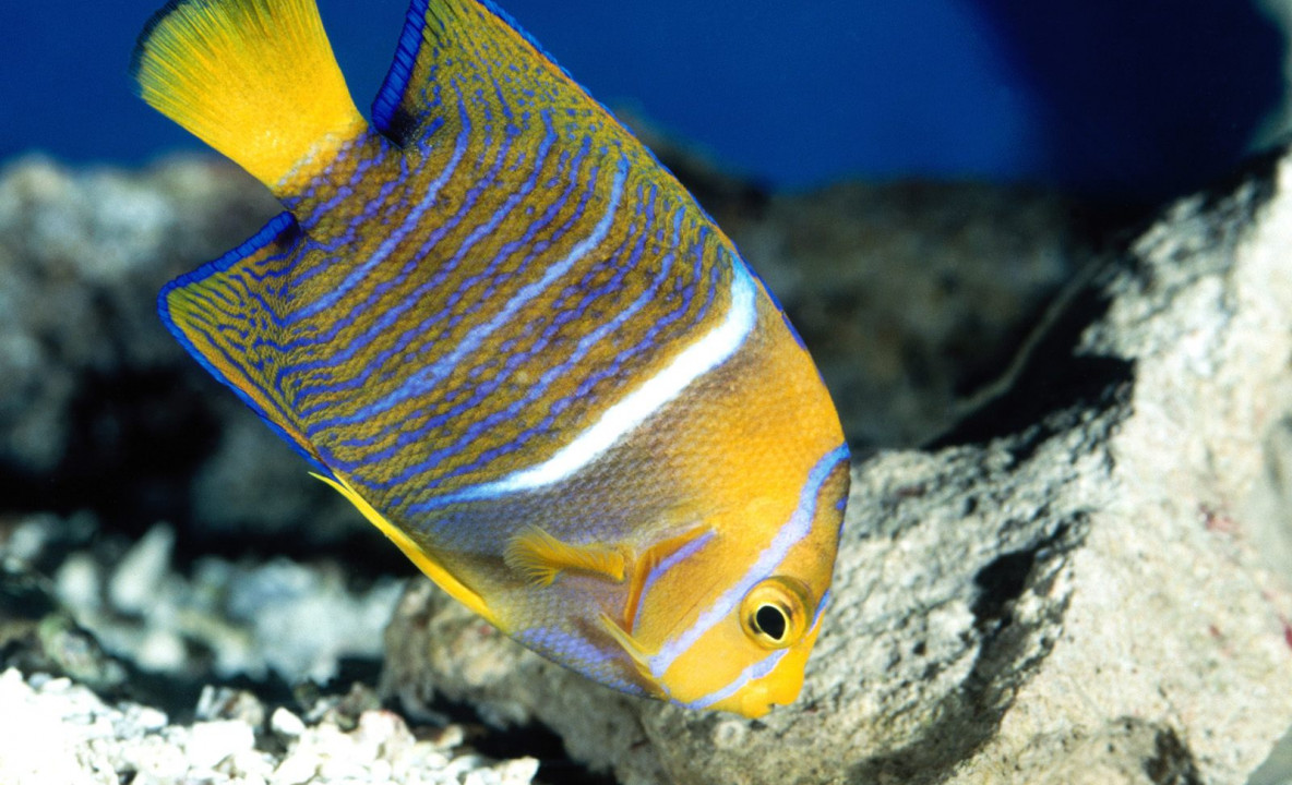 King Angelfish.jpg