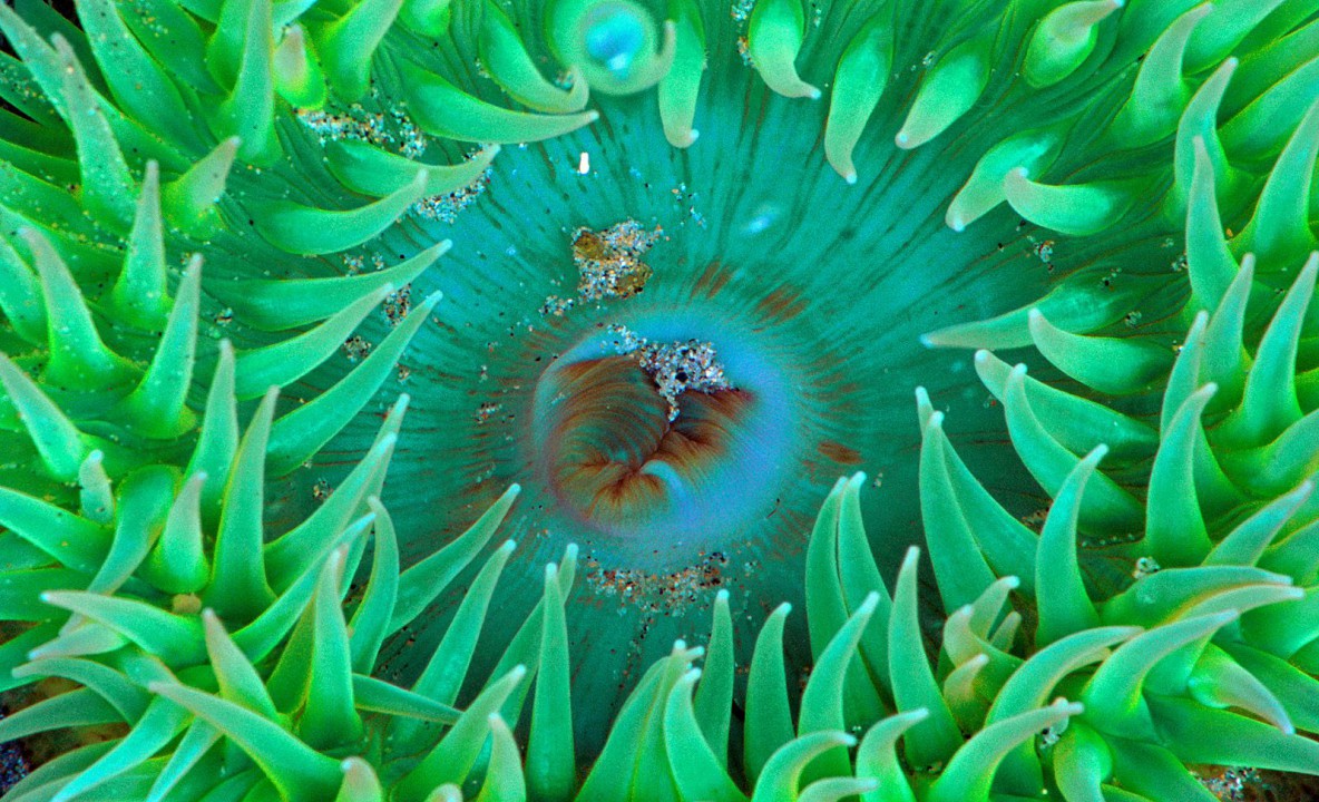 Sea Anemone.jpg