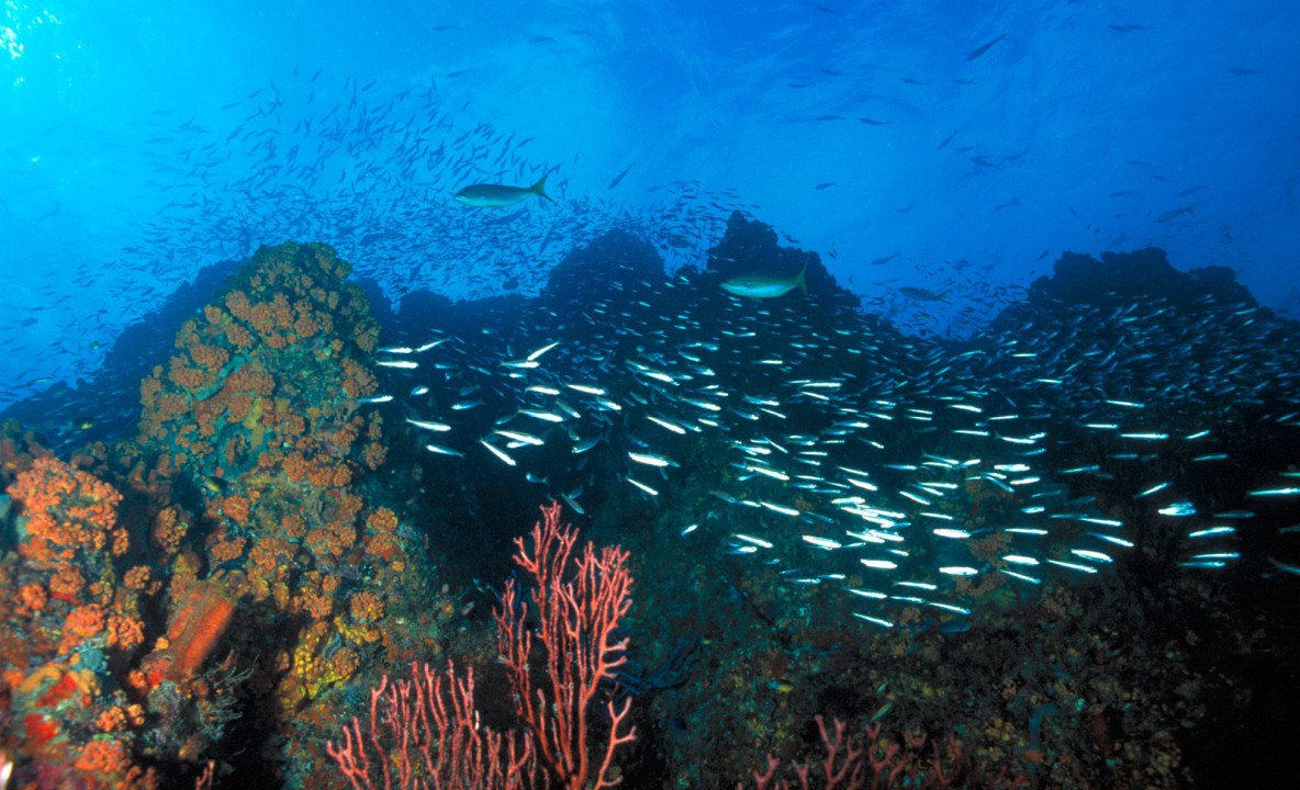 Los Roques Reef, Venezuela.jpg