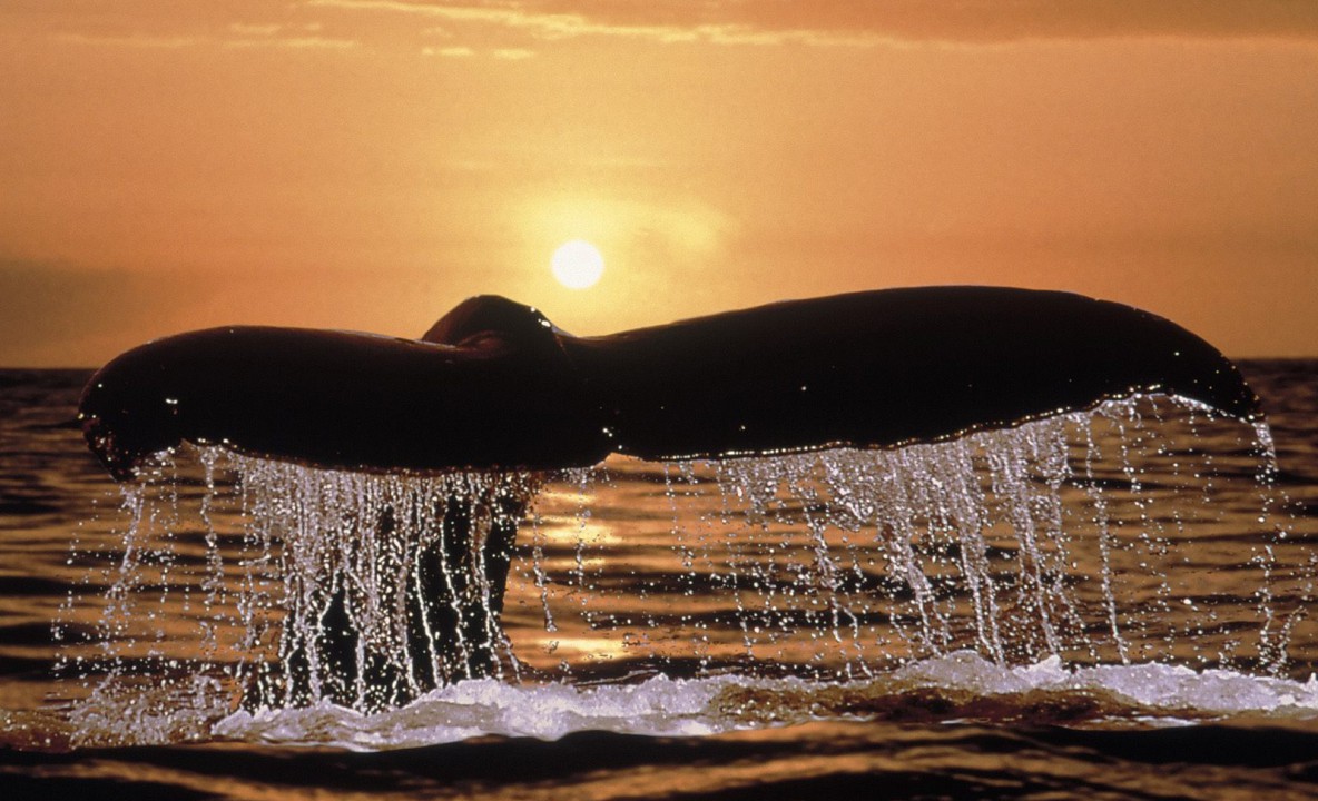 Humpback Whale Tail.jpg