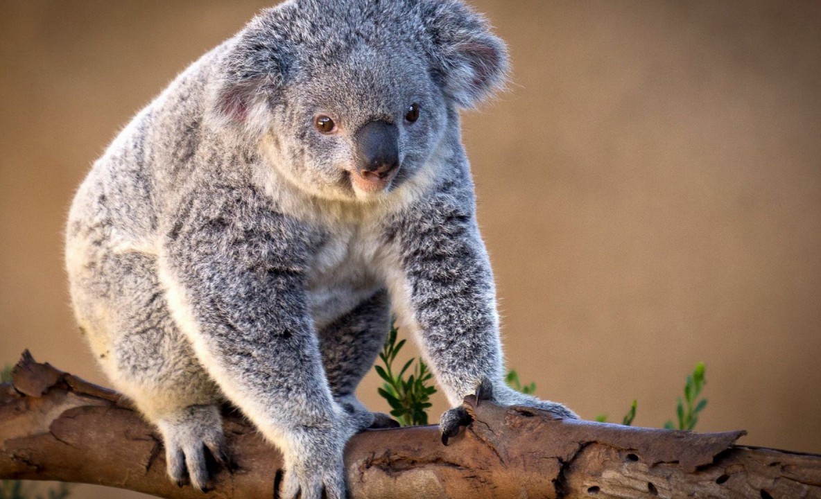 Niedżwiadek koala