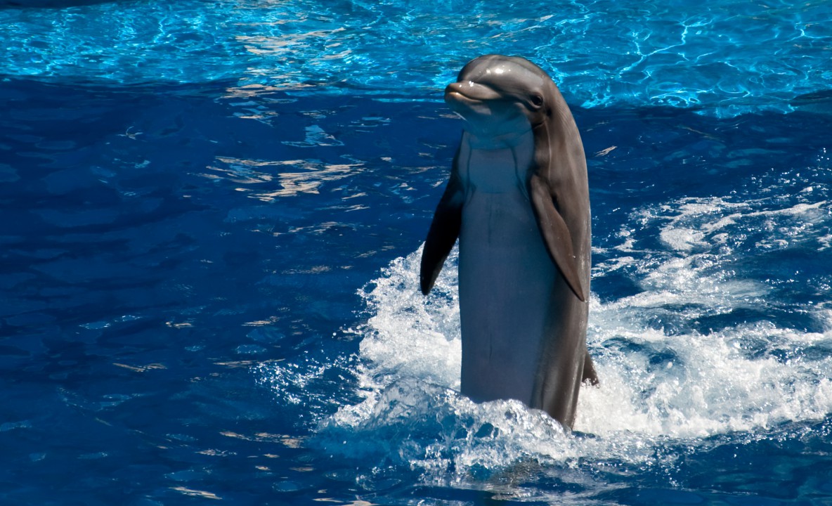 Delfiny tapety 31