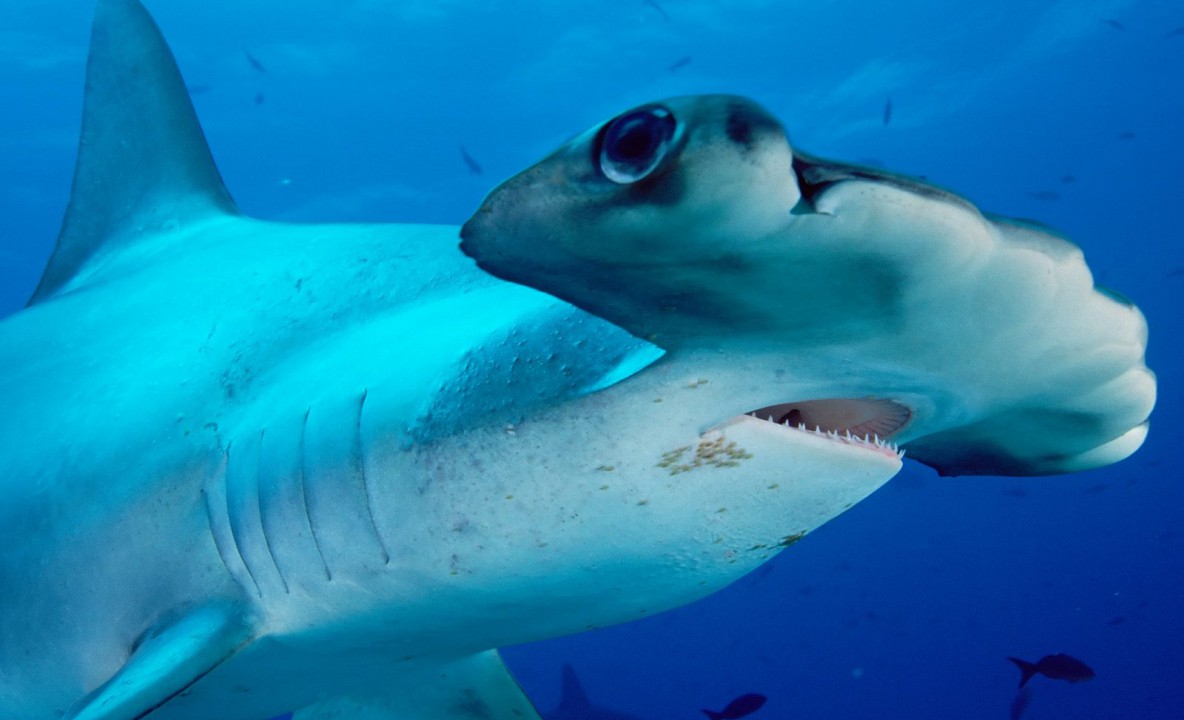 Scalloped Hammerhead.jpg