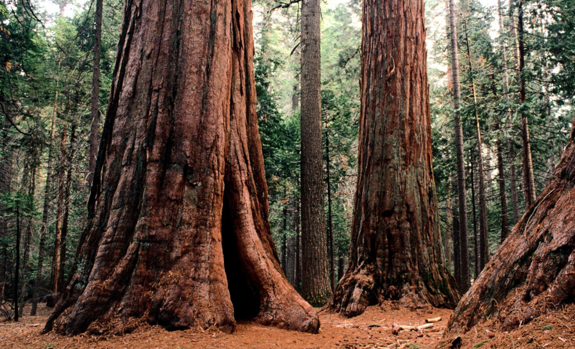 Giants, Calaveras State Park.jpg