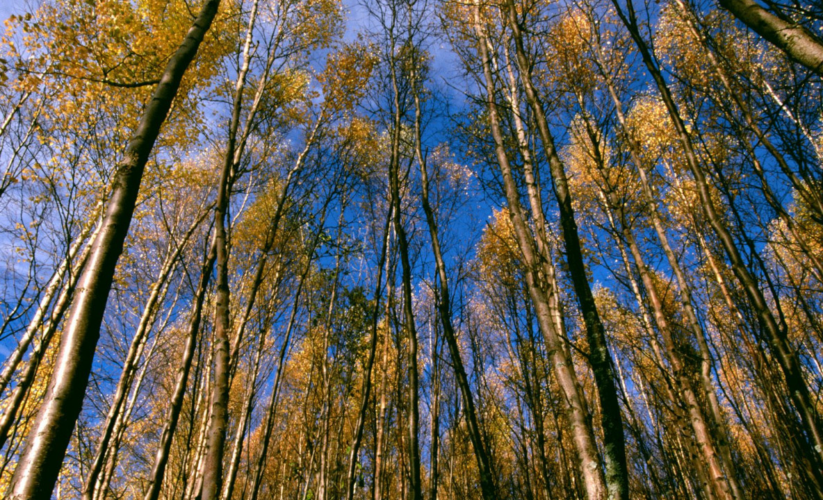 Autumn Aspens, Hidden Lake, Alaska.jpg