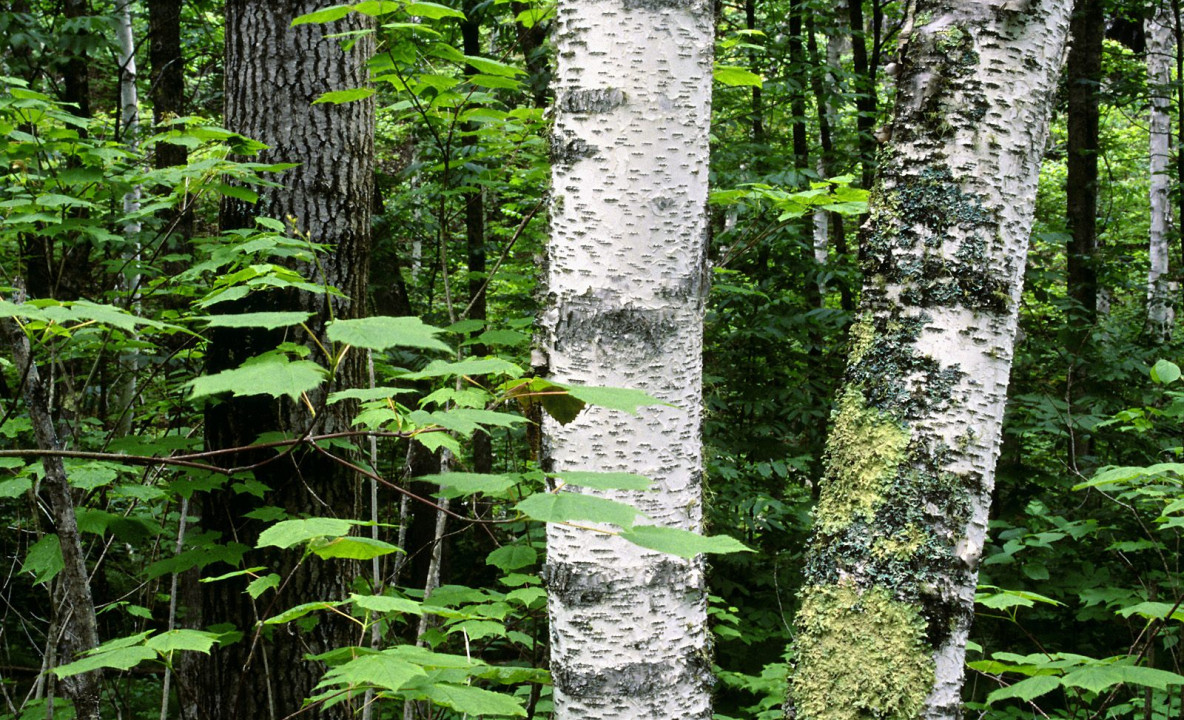 Aspen Trunks, North Woods, Quetico Provincial Park, Ontario, Canada.jpg