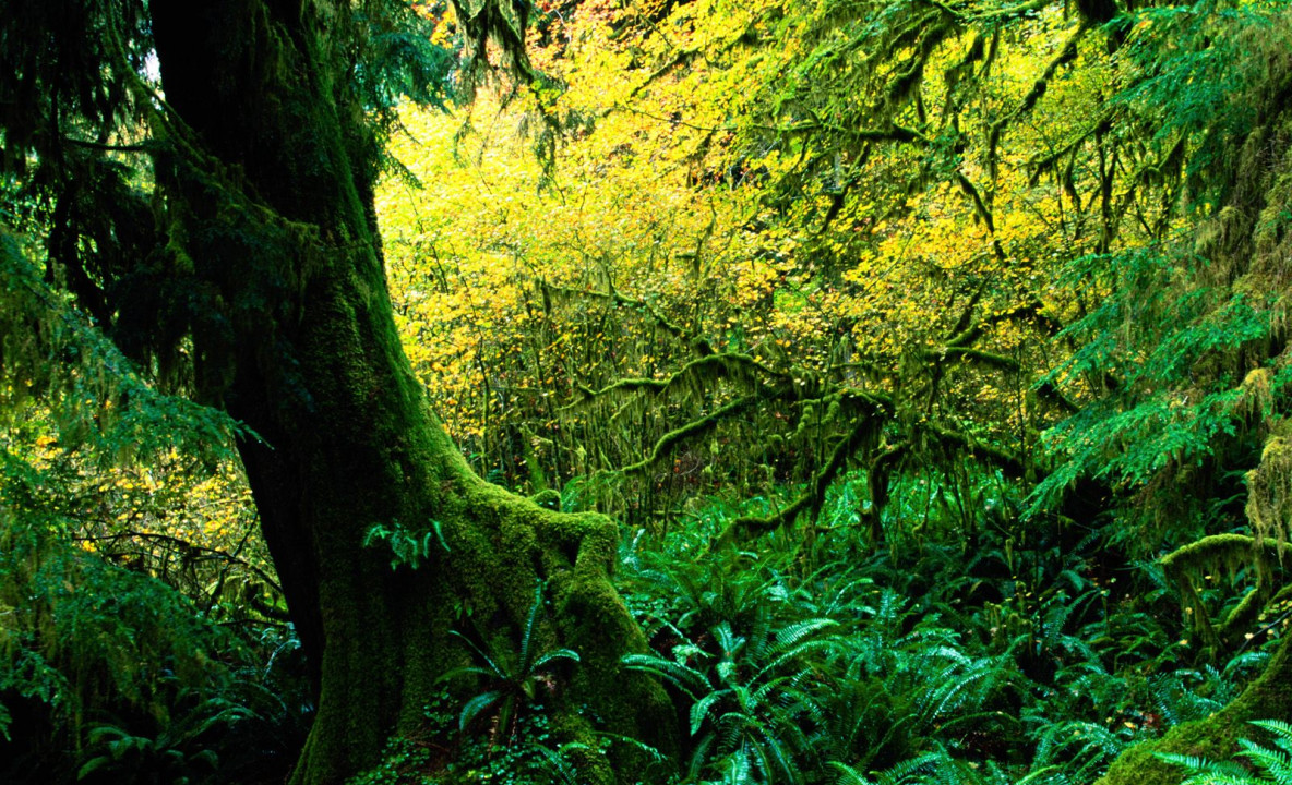 Hoh Rainforest, Olympic National Park, Washington.jpg