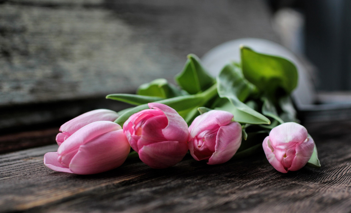 Bukiet tulipanów