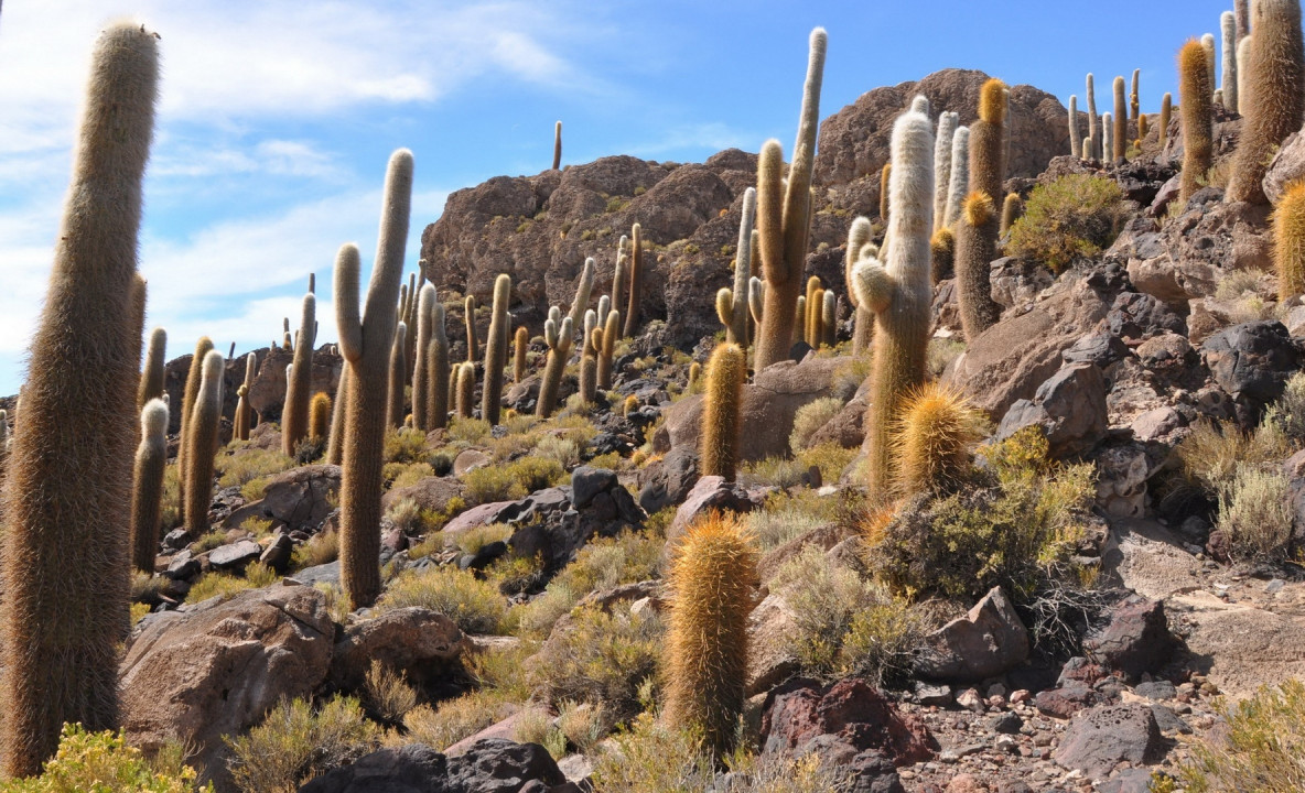 Kaktusy wśród skał