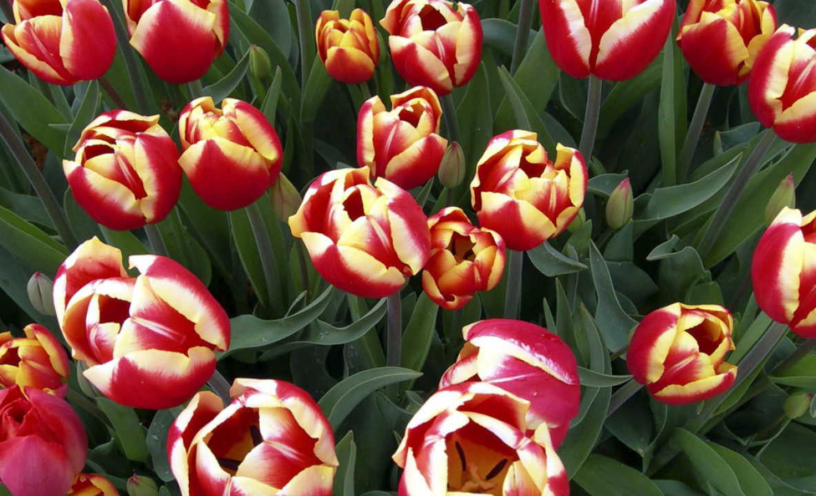 Tulipany (76).jpg