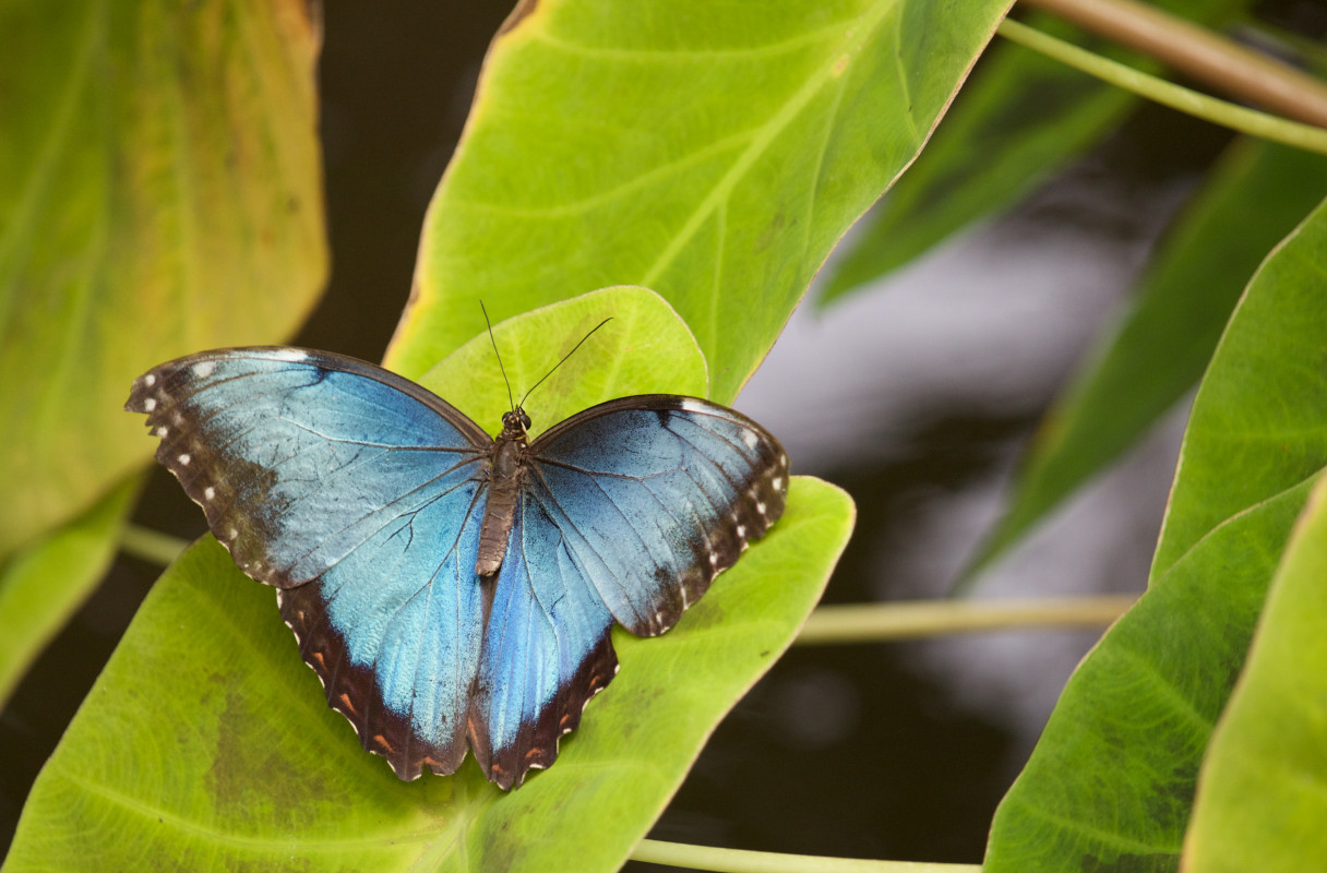 Morpho Menelaus na liściu