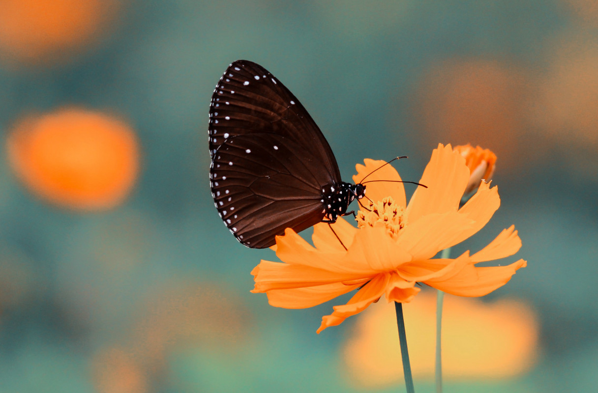 Motyl spija nektar z pomarańczowego kwiatka