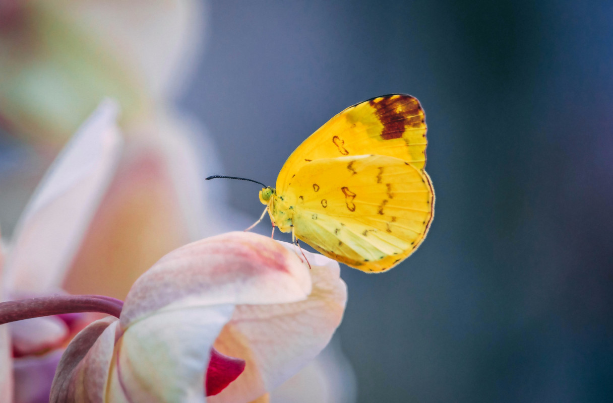 Mały żółty motylek na kwiatku