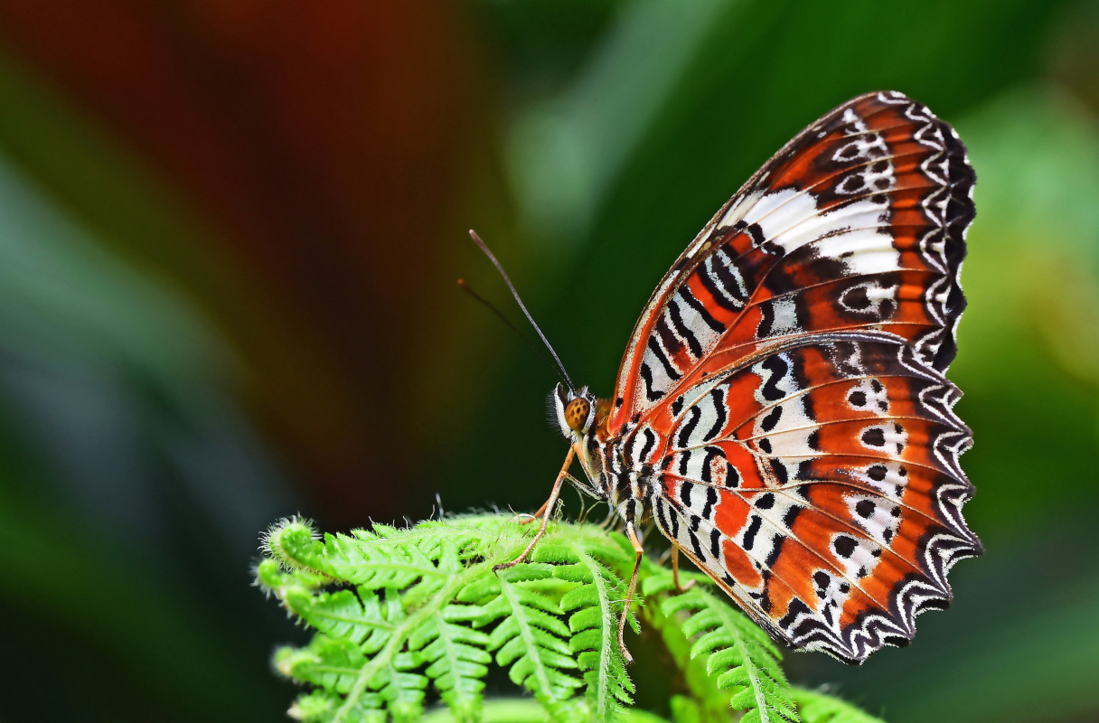 Kolorowy motyl z tropików