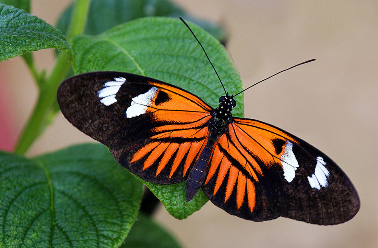 Pomarańczowo czarny motyl