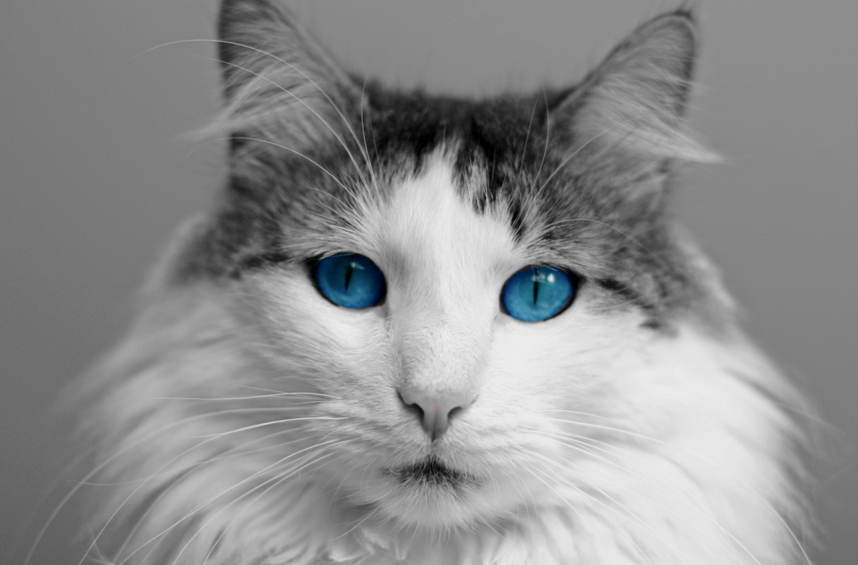 Kot i jego piękne niebieskie oczy