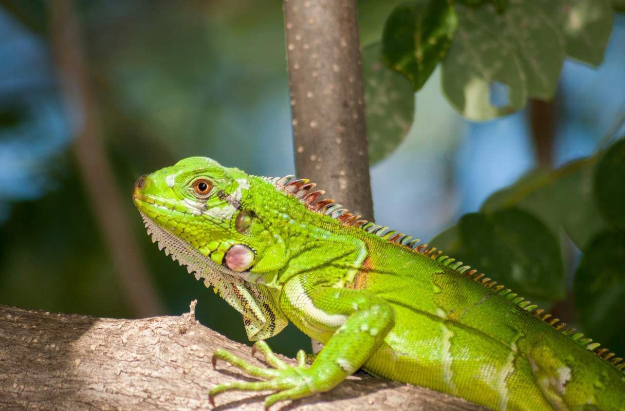 Legwan, Iguana