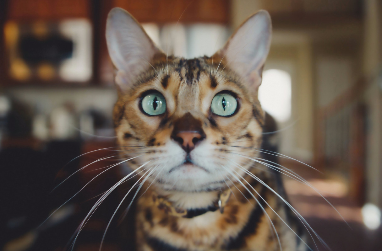 Kot i jego zielone oczy