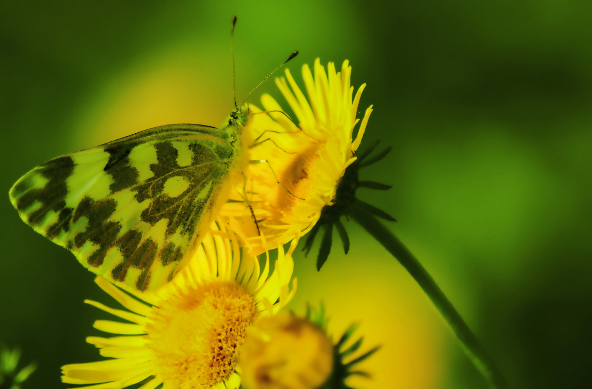 Motyl na żółtym kwiatku
