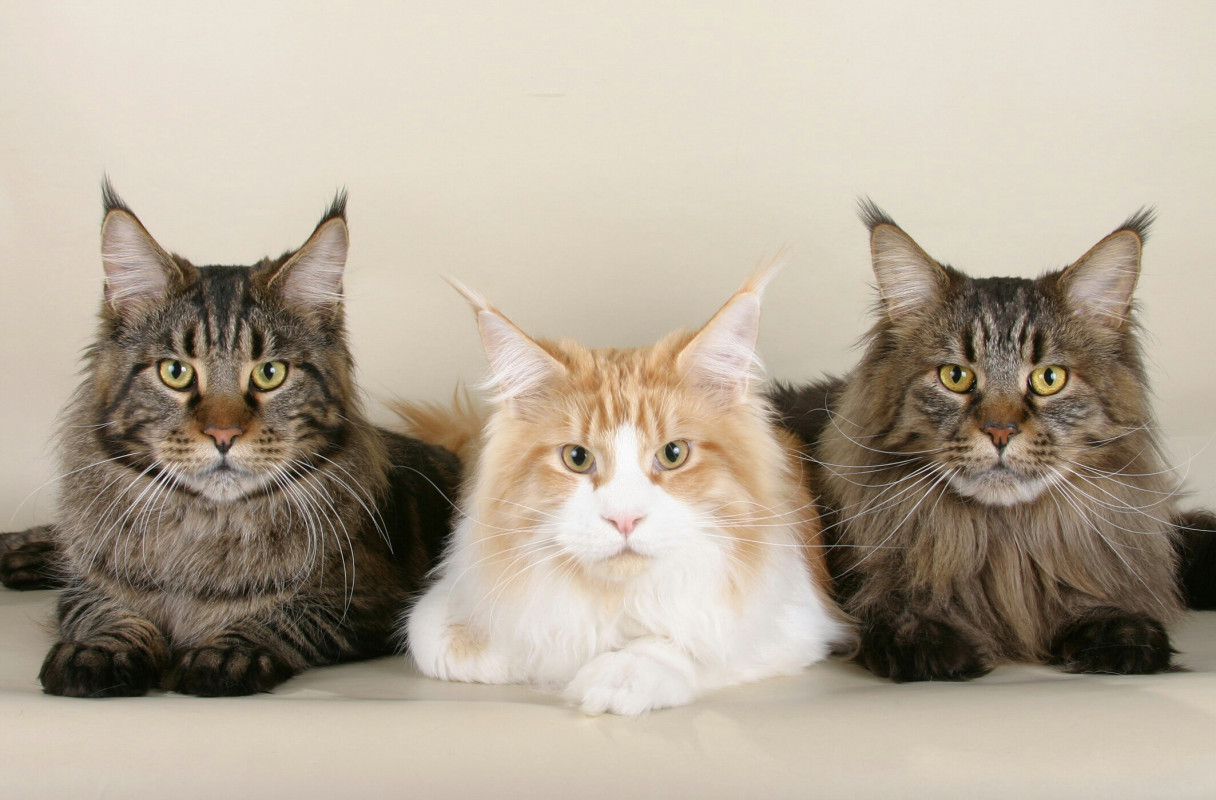 Cats Maine Coon