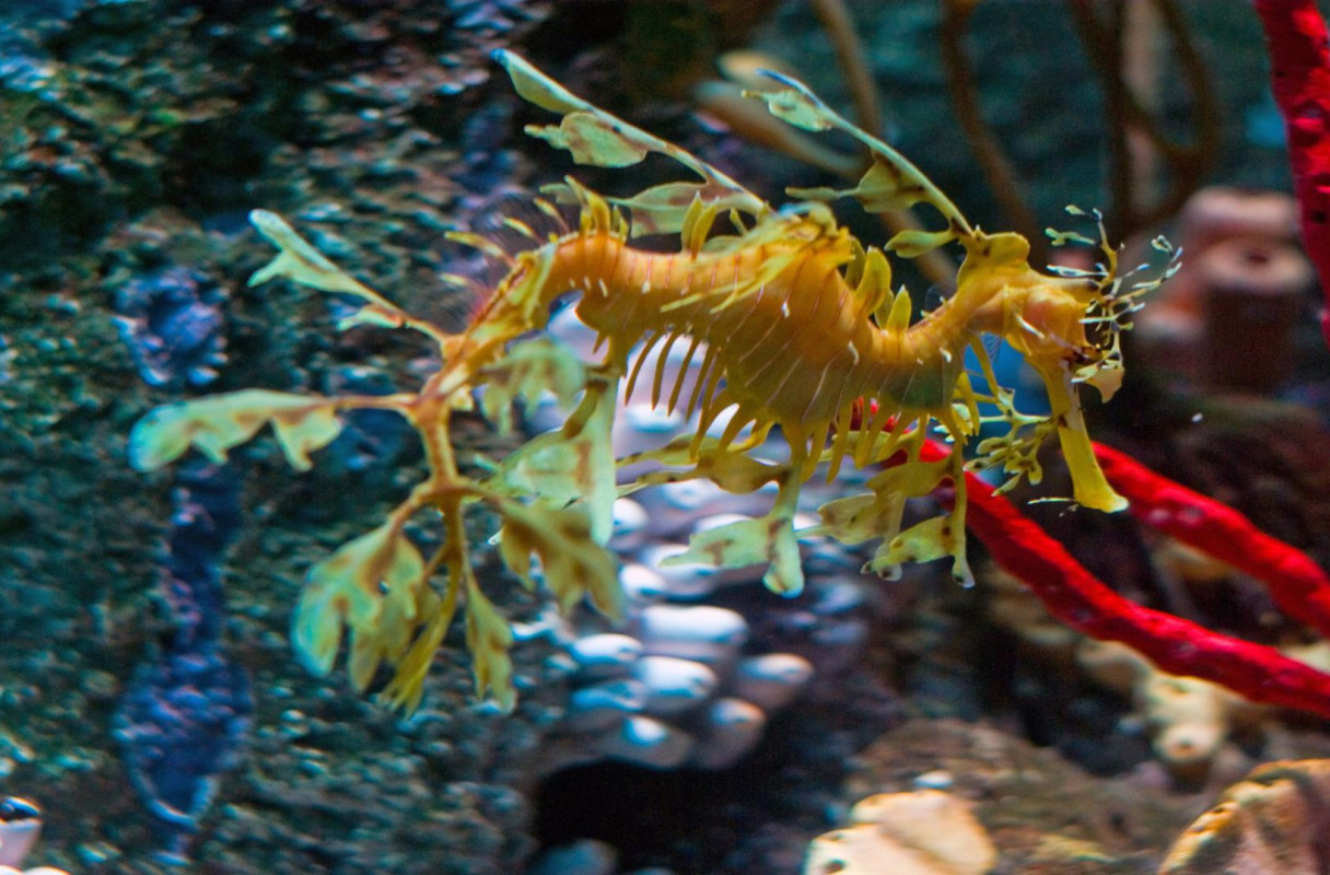 leafy sea dragon