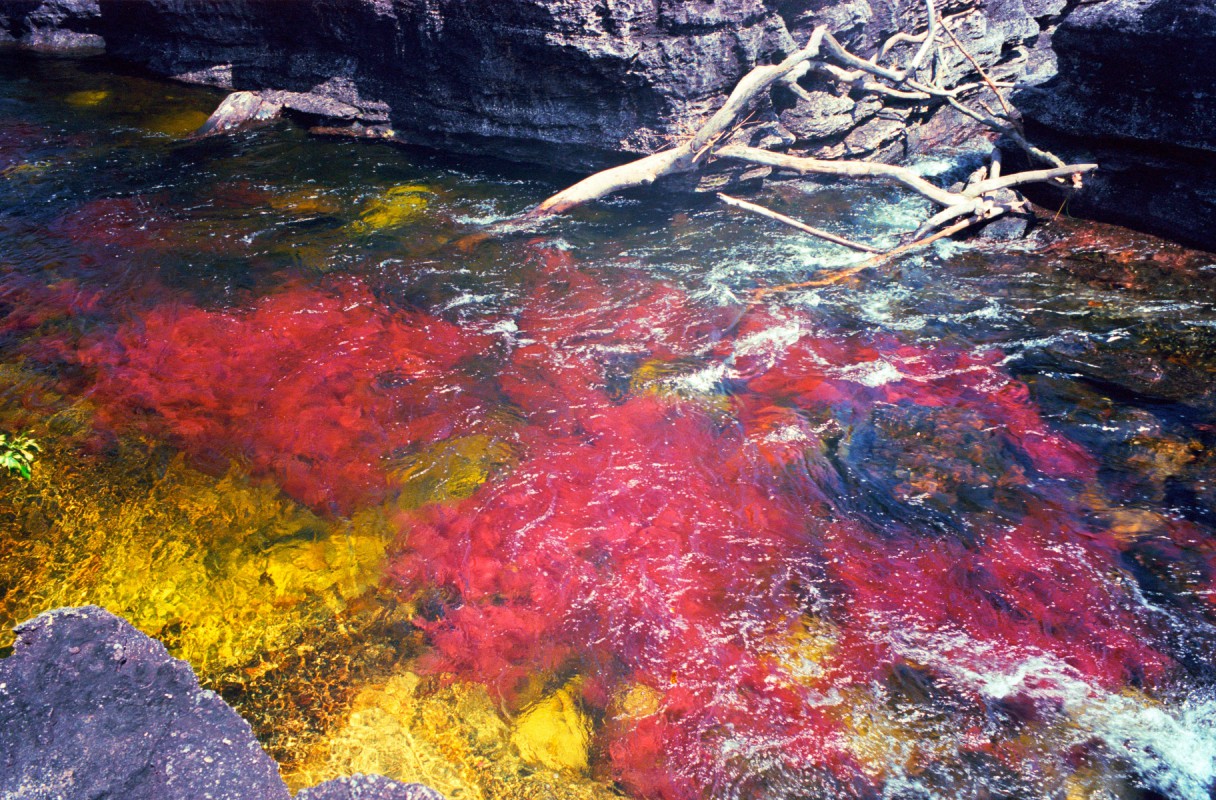 Caño Cristales