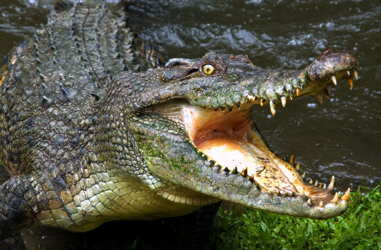 Aligator