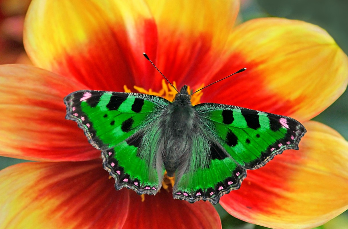 Motyl