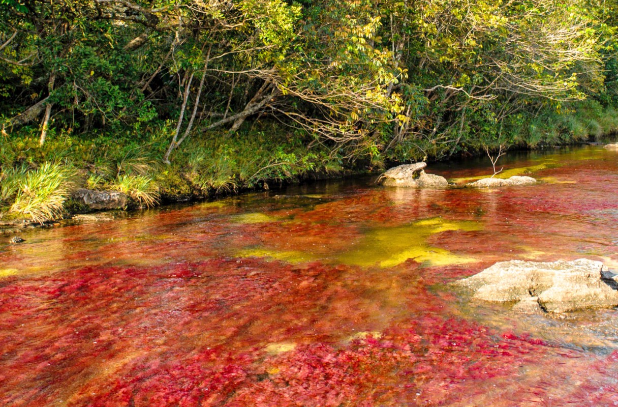 Caño Cristales