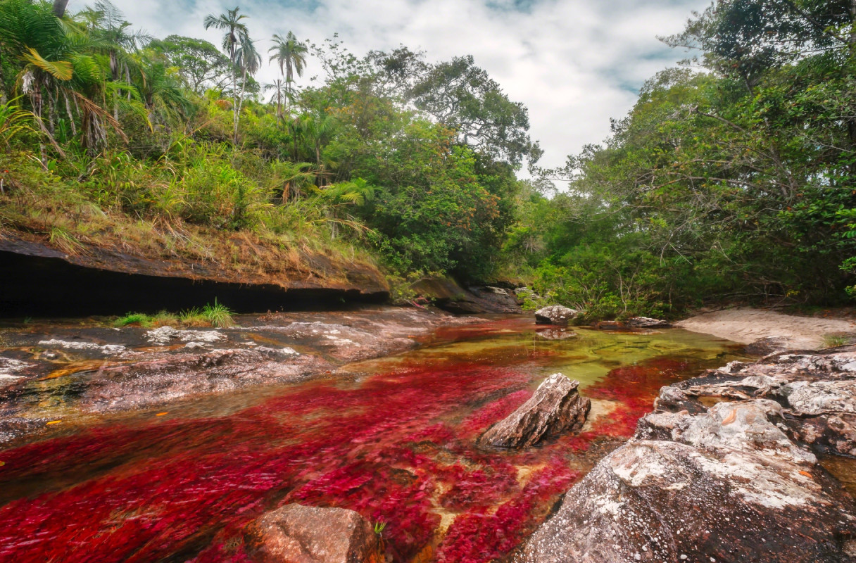 Caño Cristales