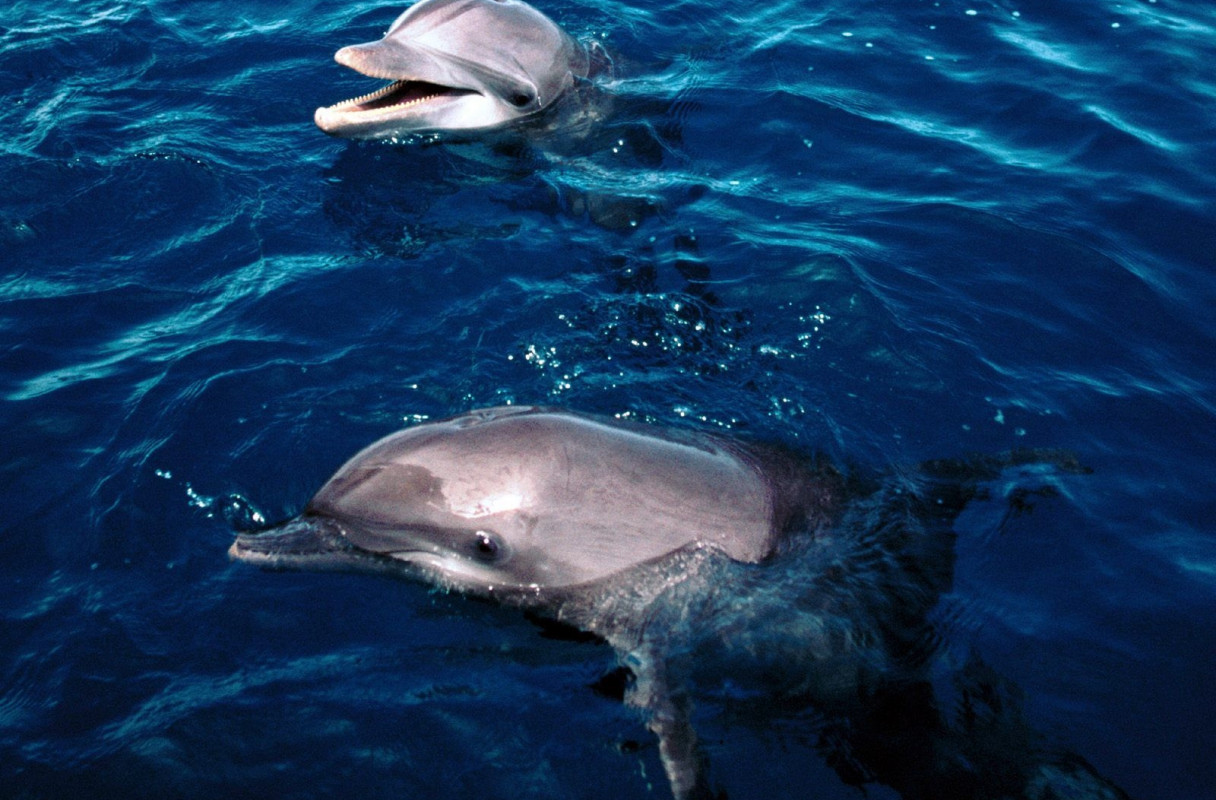 tapety delfiny (43).jpg