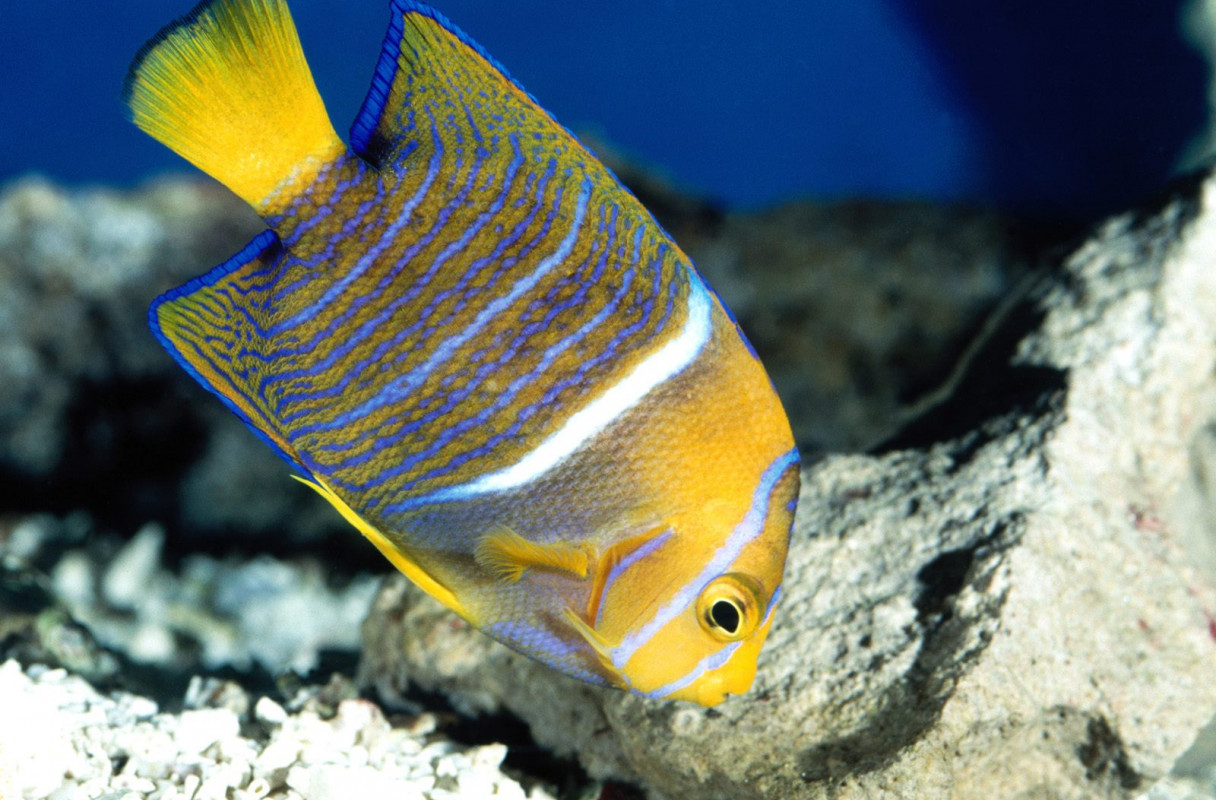 King Angelfish.jpg