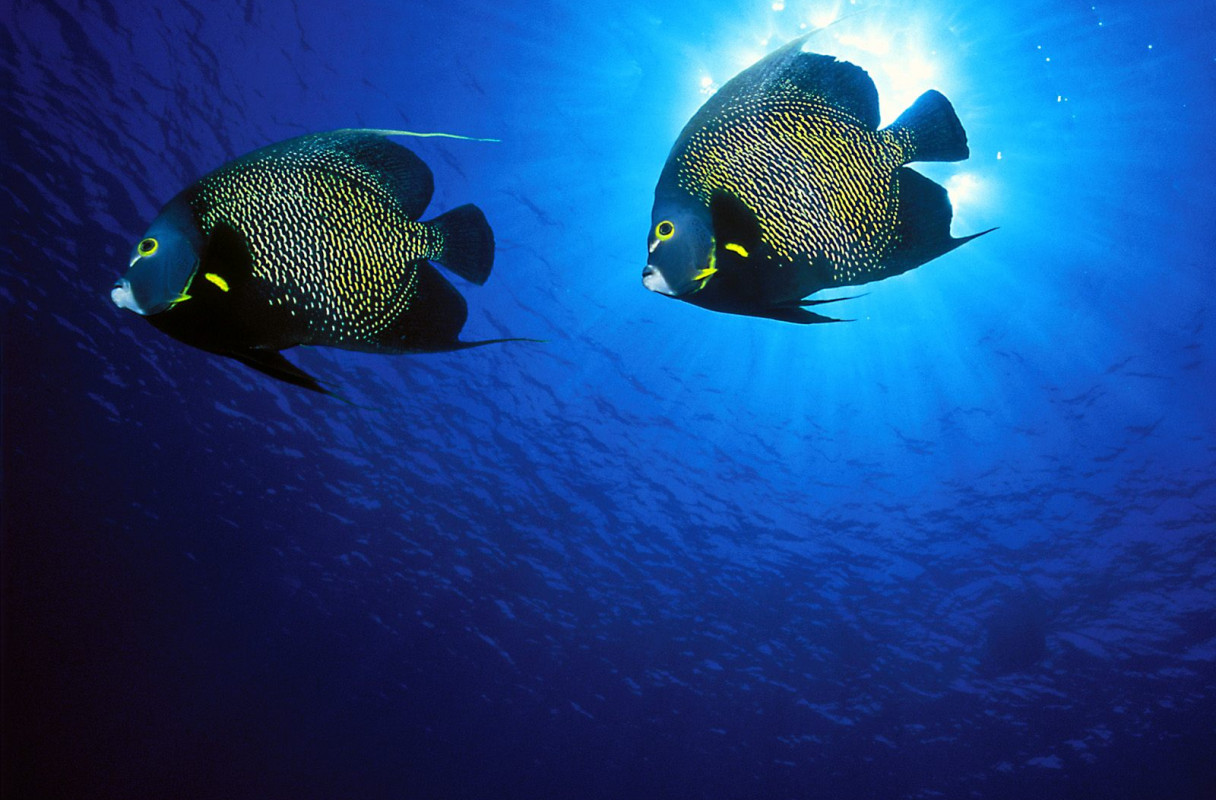 French Angelfish.jpg