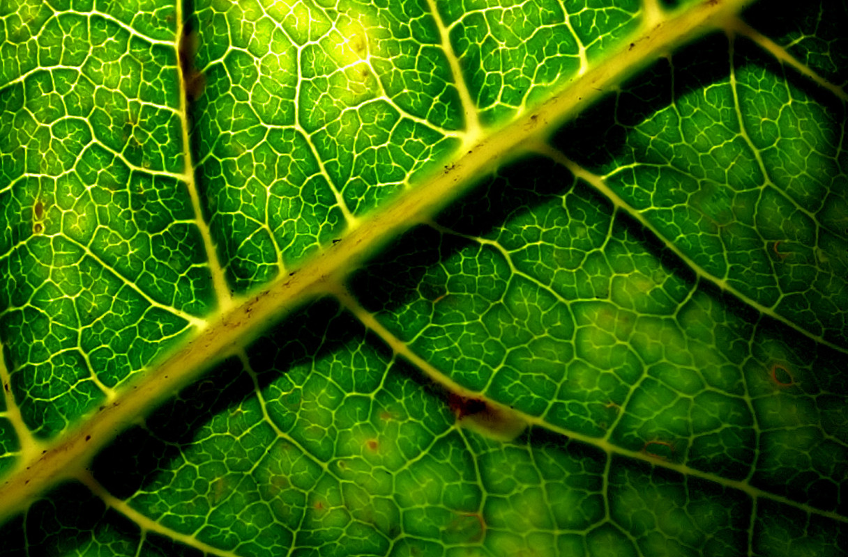 makro-foto-zielone-rosliny (77).jpg