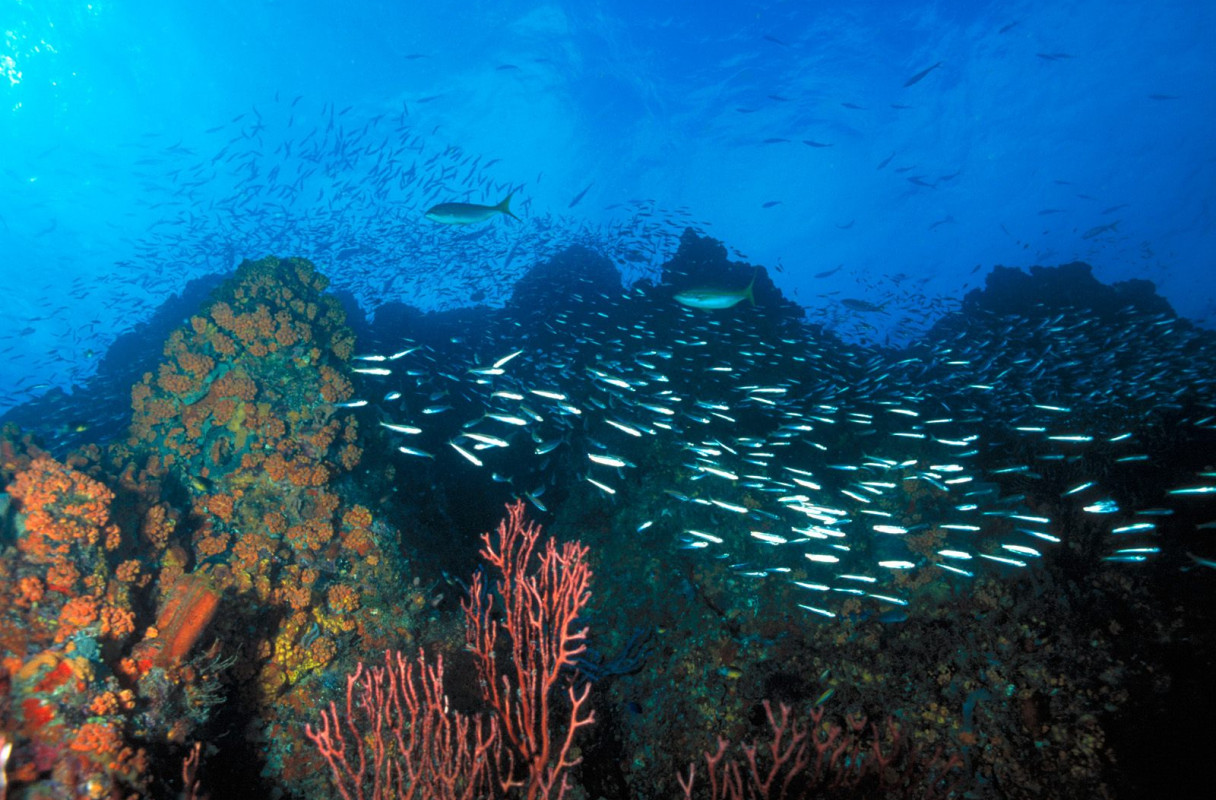 Los Roques Reef, Venezuela.jpg