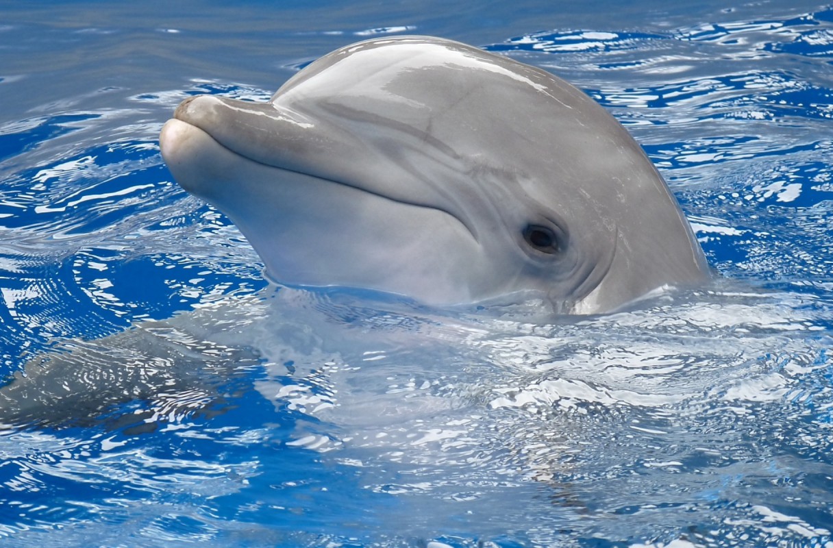 Delfiny tapety 20