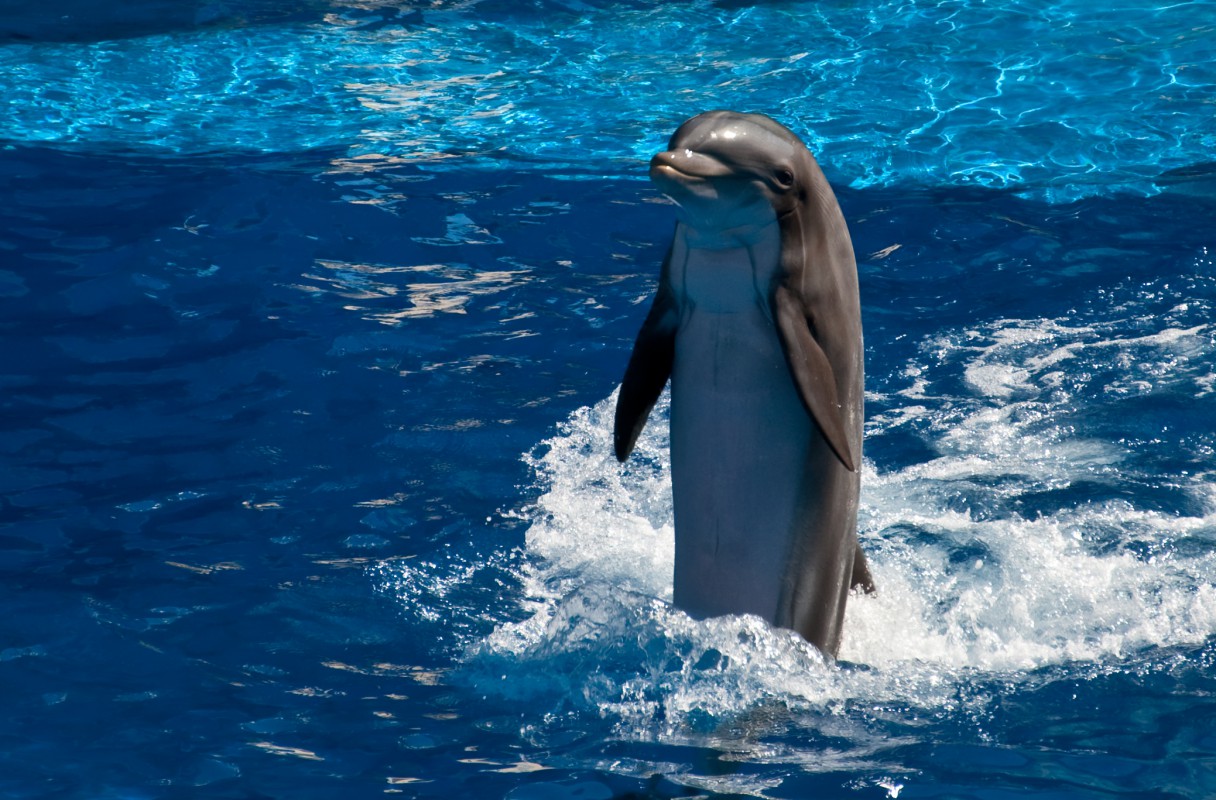 Delfiny 38